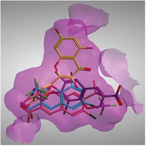 FIGURE 4 Crystal structure of benzopyran analogues SC-75416 (pink) and SD8381 (cyano) and 23d (magenta) together with the docked pose of quercetin (yellow) placed inside COX-II active site.