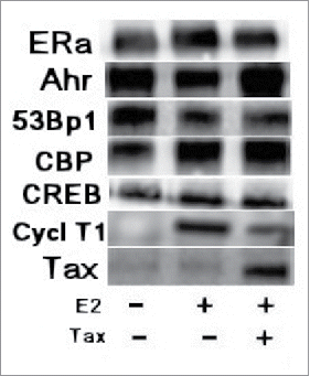 Figure 3. Tax effect on the physical association of E2-ERα with other transcriptional cofactors. MCF-7 cells were or not transfected with 1.5 μg of w.t.Tax expressing plasmid. The indicated cells were treated with E2 at 5 hr before extracting the cells for coimmunoprecipitation (co-IP) analyses. The whole cell extracts were immunoprecipitated with ERα mouse specific monoclonal antibody as indicated in the figure. The various immunoprecipites were analyzed by Western blot analysis with ERα, Ahr, 53Bp1, CBP, Src and Tax rabbit specific monoclonal antibodies.