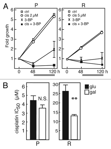 Figure 4. Targeting multiresistant SKOV-3-R cells. (A) Combination treatments of cisplatin (cis; 2 and 5 µM) and 3-bromopyruvate (3-BP; 30 µM). SKOV-3 (P; left) and SKOV-3-R (R; right) cells were treated with drugs, singly and in combination, for 48 h, whereafter all supernatant media were replaced with fresh medium without drugs and cells were allowed to regrow for another 72 h (in total 120 h). The gray bar underneath each graph indicates this drug-free incubation. Cellular protein at each time point was assessed using the SRB assay, and data are expressed as fold increase from t = 0. Data represent averages from three separate experiments with quadruplicate samples in each. SEM error bars were too small to be visualized, except where shown. For SKOV-3-R cells, data for 5 µM cisplatin are shown, but 2 µM yielded nearly identical results. Thus, the 120 h endpoint values were 0.38 for 5 µM + 3-BP, and 0.60 for 2 µM + 3-BP. (B) SKOV-3 parental (P; left) and SKOV-3-R (R; right) cells were cultured in standard medium containing glucose (glu; black bars) and in galactose medium without glucose (gal; white bars), respectively. The IC50:s of cisplatin, based on six concentrations, were determined after 72 h incubation in each type of medium. Results are based on averages from at least four separate experiments with each concentration in quadruplicate. Error bars represent SEM. N.S., not significant, p = 0.187. **p = 0.004.