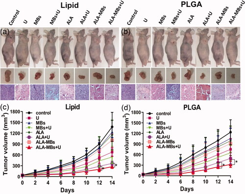 Figure 8. Tumour size and H&E stained images for BxPC-3 tumour of nude mice in different groups, (a) ALA-lipid MBs + U treatment and (b) ALA-PLGA MBs + U treatment. The BxPC-3 tumour volume of nude mice in different groups versus the treatment time, (c) ALA-lipid MBs + U treatment and (d) ALA-PLGA MBs + U treatment.
