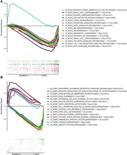 Figure 7 Enrichment analysis of GO and KEGG based on CSMD1 mutation status. (A) Pathways significantly enriched in CSMD1 wild group and CSMD1 mutant group, respectively. W and M represents CSMD1 wild group and CSMD1 mutant group, respectively. (B) BPs, MFs and CCs were significantly enriched in the CSMD1 wild group and CSMD1 mutant group, respectively.