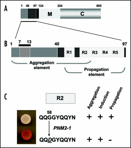 Figure 5 The prion-forming domain of the Sup35p protein. (A) The 685 residue Sup35p protein has three regions defined by the locations of the first three in-frame AUG (Met) codons: the amino terminal N domain (residues 1–123) that is absolutely required for the prion behaviour of the protein; the highly charged middle region (M; residues 124–253) and the carboxyl-terminal domain (C; residues 254–685) which carries the essential release factor activity.Citation20,Citation48 (B) Within the N domain lies a region, the so-called prion-forming domain-which contains a region important for aggregation and a separate but overlapping region important for propagation of the prion state.Citation48 The aggregation element contains a short peptide sequence based around residues 7 to 13, that is highly amyloidogenic. The propagation element contains five imperfect copies of an oligopeptide repeat sequence (R1–R5). (C) The ‘PSI-No-More’ mutant PNM2-1 carries a single amino acid substitution (Gly to Asp) within repeat R2 of the propagation element. This single substitution leads to a form of Sup35p that can still aggregate but can no longer be efficiently propagated in most laboratory strains.Citation20,Citation48,Citation50