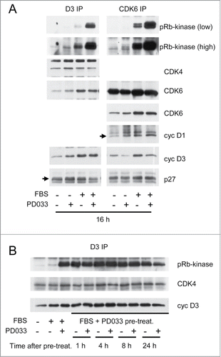 Figure 3. PD0332991 cell treatment durably increases the activity of cyclin D3-CDK4/6 complexes measured in vitro. (A and B) Quiescent T98G cells were stimulated (+) or not stimulated (−) with 10% FBS for the indicated periods in the presence (+) or in the absence (−) of 250 nM PD0332991. In (B), cells that were treated for 16 h with FBS and PD0332991 (FBS+PD033 pre-treat.) were then rinsed twice with PBS to eliminate the inhibitor and put back (+) or not (−) in the presence of 250 nM PD0332991 for 1, 4, 8 or 24 h. (A and B) Cell lysates were immunoprecipitated (IP) with anti-cyclin D3 (D3) and anti-CDK6 antibodies. These immunoprecipitates were incubated in vitro with ATP and a pRb fragment. The incubation mixture was then separated by SDS-PAGE and immunoblotted with the indicated antibodies to detect co-immunoprecipitated proteins and the T826 phosphorylation of the pRb fragment (pRb-kinase). High and low exposures of the pRb-kinase blot are shown in (A).