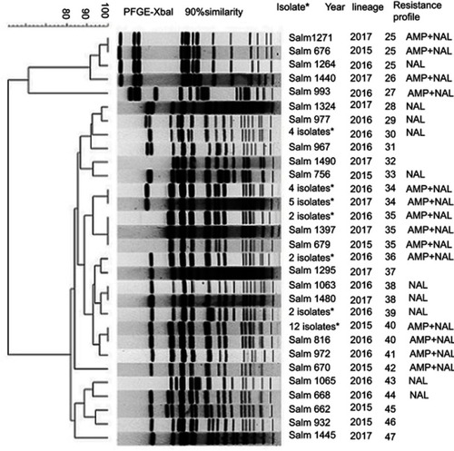 Figure 2 Clonal lineages by PFGE and antimicrobial resistance profiles for S. Typhi isolates collected in eastern China, 2015–2017.Abbreviations: AMP, ampicillin; NAL, nalidixic acid.