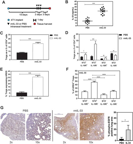 Figure 5. Recombinant IL-33 increases ST2+ AREG-expressing Tregs in the lungs of mice bearing 4T1 mammary tumours. (a) Schematic depicting the treatment time course for intranasal administration of rmIL-33 (0.25µg/40μL) or PBS (40μL) to 4T1 tumour-bearing mice. (b) Pulmonary IL-33 levels are elevated at experimental endpoint. (c) rmIL-33 increases total Tregs in the lungs, and (d) the majority of these Tregs are ST2+IL-18R+ Tregs. (e) The percentage of total Tregs expressing AREG is increased with rmIL-33 treatment. (f) The majority of AREG-expressing Tregs in the lungs of mice bearing 4T1 mammary tumours and treated with IL-33 is derived from ST2+IL-18R− Tregs. Data are from three independent experiments (n = 12) analyzed using a Student’s two-tailed t-test, * p < 0.05, ** p ≤ 0.01, *** p ≤ 0.001. (g) pEGFR staining of lungs from 4T1 tumour-bearing mice treated with intranasal PBS (left) or rmIL-33 (middle) with quantification of pEGFR+ lung area from n = 3 mice per group. Scale bars: 2x = 1000µm; 10x = 200µm.