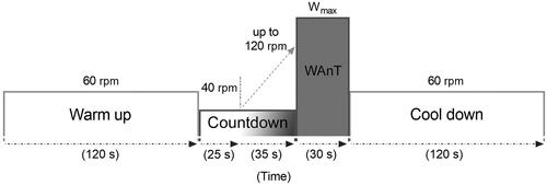 Figure 1. Schematic diagram of the study protocol. After a period of 120 s of warm-up pedaling at an angular speed of 60 rotations per second (rpm), a countdown period of 60 s was started. During the first 25 s of the countdown, subjects were instructed to pedal with an angular speed of 40 rotations per second. The speed was then increased up to 120 rotations per second during the remaining 35 s of the countdown period. Right after, subjects were verbally encouraged to give an all-out effort (Wmax) throughout a 30 s period. At the end of the Wingate test (WAnT), a cool down period of 120 s while pedaling with an angular speed of 60 rotations per minute.
