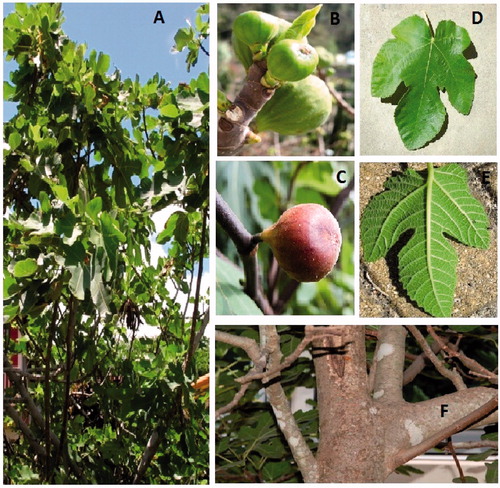 Figure 1. Ficus carica Linn (A) Ficus carica tree, (B) unripe figs, (C) ripe figs, (D) upper surface of dark green leaf, (E) lower surface of dark green leaf, and (F) stem-bark.