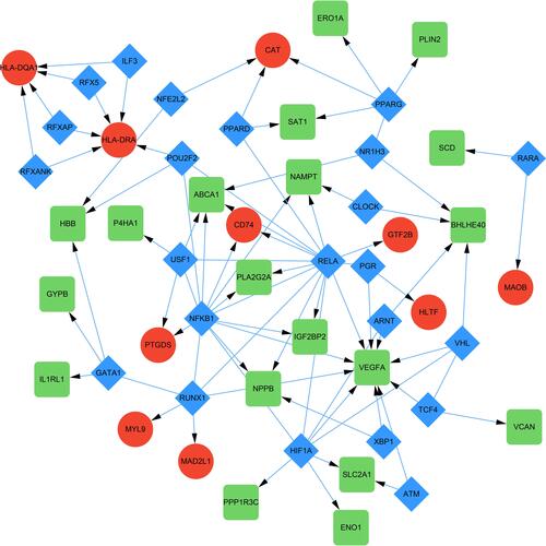 Figure 5 TF-target DEGs regulatory network. The green and red nodes for the DEGs, and the blue diamonds for the TFs.