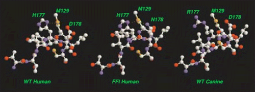 Figure 10 Schematic alignment of M129 with C-terminal LHBH for WT human, FFI human and canine prions. For WT, one S-amide hydrogen bond (with H177) is possible. For FFI, two S-amide hydrogen bonds (with H177 and N178) are possible. For canines (referenced to the human sequence) within the Swiss PDB viewerCitation66 rotamer library, no orientation of the R177 could produce amide hydrogen bonding with M129 sulfur. In each case, alignments are produced within the Swiss PDB viewerCitation66 by sweeping through low score rotamers and images via VMD.Citation67 We identify the small PSKPK loop for domain swapping between tetramers, and the hydrophobic G-A loop pulled from the N2 Model to stabilize the LHBH.