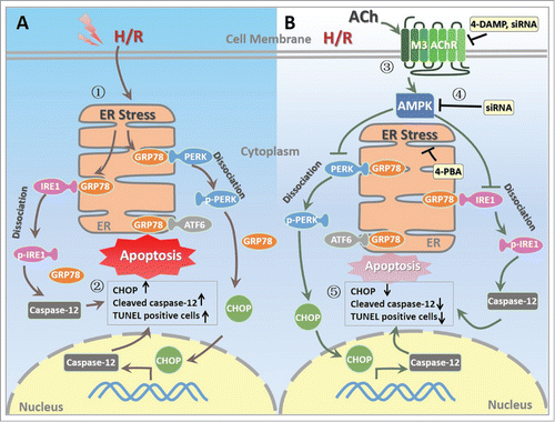 Figure 8. Proposed schematic illustration of the mechanism by which ACh exerts its endothelial protective effects against H/R injury in the present study. (1) H/R induces ER stress in endothelial cell; (2) H/R upregulates the expression of CHOP and cleaved caspase-12 as well as TUNEL positive HUVECs; (3) ACh activates M3 AChR to elicit its endothelial protection; (4) ACh enhances AMPK phosphorylation, thereby inhibits pro-apoptotic cascades; (5) ACh decreases ER stress and apoptosis during H/R in endothelial cells, presumably by M3 AChR signaling pathway. ACh, acetylcholine; AMPK, AMP-activated protein kinase; ATF6, activating transcription factor 6; CHOP, C/EBP homologous protein; ER, endoplasmic reticulum; GRP78, glucose-regulated protein 78; H/R, hypoxia/reoxygenation; IRE1, inositol-requiring kinase 1; M3 AChR, type-3 muscarinic acetylcholine receptor; PERK, protein kinase-like ER kinase; TUNEL, terminal deoxynucleotidyl transferase mediated dUTP-biotin nick end labeling; 4-DAMP, 4-diphenylacetoxy-N-methylpiperidine methiodide; 4-PBA, 4-phenyl butyric acid.