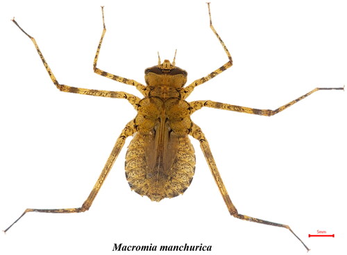 Figure 1. Macromia manchurica Asahina, 1964 (Odonata; Macromiidae; Macromia) larva image. Unlike M. amphigena larva, there are no setae on the legs.