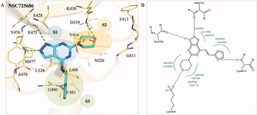 Figure 5. Interaction analysis of analogue NSC725686. (A) The docking pose of analogue NSC725686 (blue) in the BTK binding site (yellow). Green dashes designate hydrogen bonds and residues are labelled and shown as lines. (B) A 2D interaction pose of the analogue NSC725686 was generated. Hydrogen bonds are represented as black dashes and hydrophobic pockets as green splines.