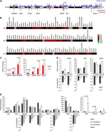 Fig 2 X-linked genes upregulated in mutant embryos are located in clusters, and upregulation can be uncoupled from DNA hypomethylation. (A) Chromosomal locations along the X chromosome of the 88 significantly upregulated probe sets on the array in female Smchd1−/− embryos (red). Gene density (UCSC genes) along the chromosome is shown in blue. The positions of Xist and of the 7 X-linked genes analyzed in panel C are shown, as well as the locations of the three clusters highlighted in the heat maps in panel B (a, b, and c). Cen, centromere. Tel, telomere. (B) Heat maps of fold changes in expression between wild-type and mutant embryos for 3 gene clusters. (C) Expression levels of seven X-linked genes were measured by qPCR after reverse transcription in female (F) wild-type (wt) and Smchd1 mutant (−/−) E10.5 embryos. (D) Expression levels of three X-linked genes were measured by RT-qPCR in wild-type (wt) and Dnmt3b mutant (−/−) E9.5 embryos and directly compared with data obtained for wild-type and Smchd1−/− embryos from panel C. Methylation levels, shown as a reverse histogram, were measured for the Eda2r, Atrx, and Gpc3 CGIs in wt and Dnmt3b−/− E9.5 embryos and wt and Smchd1−/− E10.5 embryos by Sequenom. (E) Expression levels of nine X-linked genes and three autosomal targets were measured by RT-qPCR in female (F) and male (M) wild-type (wt), Dnmt3b+/−, and Dnmt3b−/− E9.5 embryos. Methylation levels, shown as a reverse histogram, were analyzed using bisulfite Sequenom analysis for five genes in female E9.5 wt and Dnmt3b heterozygous and homozygous mutant embryos. For all genes, graphs represent the mean from at least 3 individual embryos ± standard deviation of the mean (except for Dnmt3b E9.5 wt samples, where n = 2). For expression analysis, levels are normalized to housekeeping gene expression. When significant, P values for fold change in expression are indicated (P ≤ 0.05, unpaired Student t test).