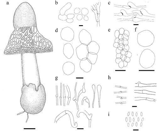 Figure 8. Line drawing of Phallus merulinus. (a) Fruiting body. (b,c) Cap cells and hyphae. (d) Cells of indusium. (e,f). Cells of pseudostipe. (g) Volva hyphae. (h) Rhizomorph hyphae. (i) Basidiospores. Scale bars: a = 20 mm, b, g = 10 μm, c, h, i = 5 μm, d = 20 μm, e–f = 50 μm.