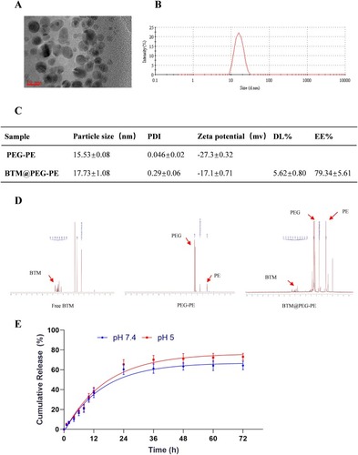 Figure 1 Characterization and loading and releasing properties of BTM@PEG-PE micelles. (A) The TEM image of BTM@PEG-PE micelles. (B) The size distribution of BTM@PEG-PE micelles. (C) Drug loading properties of BTM@PEG-PE micelles. (D) The core-shell structure of BTM@PEG-PE micelles. (E) Drug releasing properties of BTM@PEG-PE micelles at pH 7.4 and pH 5.0.