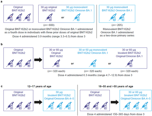 Figure 1. Omicron-adapted BNT162b2 vaccine study designs. a) Monovalent BNT162b2 Omicron BA.1 vaccine (30 μg dose) in participants 18–55 years of age [Citation41,Citation42]; b) Monovalent BNT162b2 Omicron BA.1 vaccine (30 μg and 60 μg doses) and bivalent Original/Omicron BA.1 vaccine (30 μg and 60 μg doses) in participants >55 years of age [Citation41,Citation42]; c) Bivalent Original/Omicron BA.4–5 vaccine in participants >12 years of age [Citation43].
