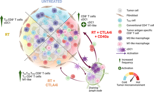 Figure 1. Dialing up the Heat in the Tumor. Radiation therapy (RT) increases infiltration by tumor-antigen specific CD8+ T cells with an exhausted phenotype (TEX). Addition of CTLA4 inhibitor (CTLA4i) increases CD4+ T helper cells and CD8+ early activation (TEA), effector memory (TEM), and precursor exhausted (TPEX) T cells as well as type 1-like macrophages (M1-like). Further, activation of conventional dendritic cells type 1 (cDC1) by CD40 agonism (CD40a) improves priming of tumor-antigen specific CD8+ T cells in the draining lymph node and their trafficking to the tumor, achieving the most profound tumor responses in mouse models of triple negative breast cancer. Created with BioRender.com.