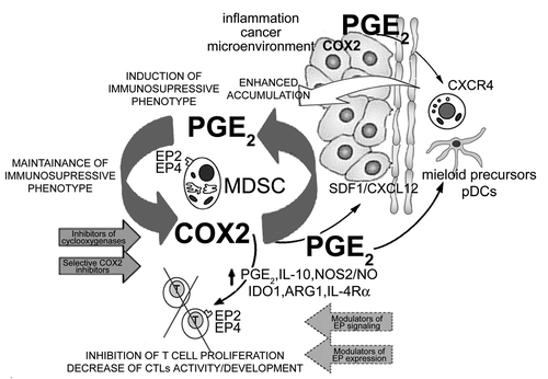 Figure 1. Positive COX2-PGE2-EP2/EP4-mediated feedback loop in the biology of cancer-associated MDSCs. Inflammation (IL-1β, TLR ligands, IFN-γ) and/or cancer-produced PGE2 or PGE2 inducers drive the early induction of COX2 in local myeloid cells (monocytes, macrophages, immature DCs), promoting their production of suppressive factors (IDO1, IL-10, ARG1, NOS2 and PGE2 itself), and acquisition of suppressive functions. The EP2- and EP4-dependent signals are also critical in the induction and persistence of functional CXCR4 on monocytic cells and for the production of CXCL12/SDF-1 in cancer environment. These processes are further amplified by the de novo-produced endogenous PGE2, now produced at high levels by MDSCs themselves, thereby creating a positive feedback loop, leading to accumulation of MDSCs in cancer environment. In addition to inducing other suppressive factors, PGE2 also directly suppresses CTL development and functions, acting via EP2 and EP4 receptors. The key role of the EP2- and EP4-mediated COX2-PGE2 feedback to control multiple aspects of MDSC function provides for convenient targets to control MDSC-associated immune dysfunction in cancer immunotherapy.