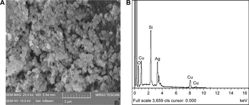 Figure 7 (A) SEM image of synthesized AgNPs. (B) EDX spectrum of synthesized AgNPs.Abbreviations: SEM, scanning electron microscope; AgNPs, silver nanoparticles; EDX, energy dispersive X-ray analysis.