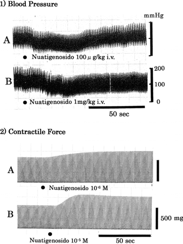 Figure 2 Typical tracings of effects of nuatigenosido on (1) blood pressure in rats and (2) contractile force in frog atrium. The preparation was stimulated at a rate of 0.2 Hz with rectangular pulses of 1 ms duration and 10–20 V by bipolar platinum electrode.