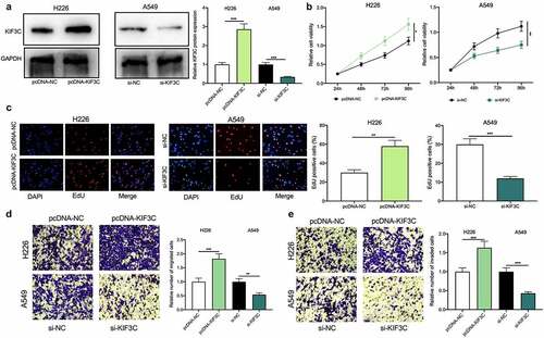 Figure 2. Effects of KIF3C on NSCLC cell proliferation, migration, and invasion a. H226 cells were transfected with pcDNA-NC or pcDNA-KIF3C, and A549 cells were transfected with si-NC or si-KIF3C, and KIF3C expression was detected by Western blot. B&C. CCK-8 and EdU assays were used to detect the effects of KIF3C overexpression or knockdown on cell proliferation. D&E. Transwell assays were used to detect the effects of KIF3C overexpression or knockdown on cell migration and invasion. * P < 0.05, ** P < 0.01 and *** P < 0.001