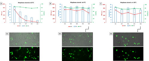 Figure 7. (A) Biological performance of nioplexes stored at 25 °C, (B) at 4 °C and (C) at -20 °C, in terms of transfection efficiency (bar graphs), cell viability (green line graphs) and MFI (red line graph). Each data point represents the mean ± SD (n = 3). (D) Overlay of fluorescence and phase-contrast micrographs of NT2 cells transfected with day zero (D0) nioplexes (D1), and nioplexes stored for 8 weeks at 4 °C and -20 °C (D2 and D3, respectively). Original magnification x100.