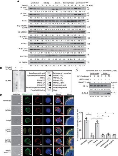 Figure 3. Mtb PknG prevents AKT activation via competitively binding to the PH domain of AKT to block the interaction between AKT and PIs. (A) Immunoblotting of phosphorylated AKT, MTORC1, ULK1, ATG13 and total GAPDH in U937 cells. Cells were uninfected or infected for 0 − 12 h with WT, ΔpknG, ΔpknG:pknG(C), ΔpknG:pknGK181M Mtb strains at a MOI of 1 and then analyzed by immunoblotting. (B) Immunoblotting of the interaction between purified GST-tagged AKT and immobilized phosphoinositides with or without PknG using PIP Strips membrane. (C) Binding of AKT to PtdIns(3,4,5)P3 in the presence of various concentrations of PknG. Purified His-AKT proteins were incubated with liposomes with 80% PC and 20% PtdIns(3,4,5)P3 in the presence of GST or various concentrations of GST-PknG. The mixture was ultracentrifugated and the liposome-free supernatant and the liposome pellet were analyzed by immunoblotting. (D) Representative confocal images of U937 cells. Cells were infected with the indicated Mtb strains at a MOI of 1 for 6 h. Cells were then incubated with 2 μM DiI plasma membrane probe (PM, red) for an additional 20 min and were fixed and stained with antibodies against PtdIns(3,4,5)P3 (green) and AKT (blue), and then were subjected to confocal microscopy analysis (Left). Scale bars: 5 μm. Right, Percent colocalizations of AKT with PtdIns(3,4,5)P3. About 100 cells were counted and analyzed for each biological replicate. Data are shown as mean ± SEM of three independent experiments. ** P < 0.01 denotes significant differences among cells infected with different Mtb strains, as analyzed by one-way ANOVA and Tukey’s multiple comparisons test.