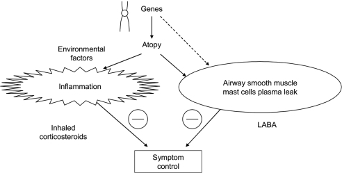 Figure 2 Complementary effects of the long-acting β2-adrenergic agonists (LABA) and inhaled corticosteroids on the pathophysiologic events underlying asthma. Reproduced with permission from Barnes PJ. 2002. Scientifi c rationale for inhaled combination therapy with long-acting β2-agonists and corticosteroids. Eur Respir J, 19:182–91. Copyright 2002 © European Respiratory Society Journals Ltd.