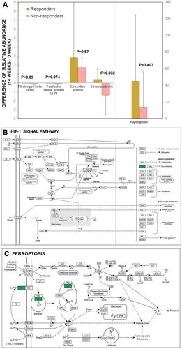 Figure 3 Results from quantitative proteomic analysis verified from PRM were displayed. (A) 5 proteins including fibrinogen beta chain, testicular tissue protein Li 70, C reactive protein, serotransferrin, haptoglobin from the 13 overlapping DEPs detected via iTRAQ were confirmed by PRM and compared between responders and non-responders. The results of PRM confirmed significant differences in the expression changes of TF. (B) bioinformatics analysis showed upstream pathway of TF was associated with HIF-1 signal. (C) bioinformatics analysis showed downstream pathway of TF was associated with ferroptosis.