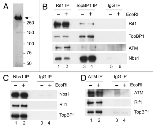 Figure 1 Rif1 shows reciprocal interactions with TopBP1, ATM and Nbs1. (A) Detection of Rif1 in interphase egg extracts by immunoblotting with anti-Rif1 antibodies (arrow). Positions of molecular mass marker proteins are also indicated. (B) Egg extracts were incubated in the absence (lanes 1, 3 and 5) and presence of EcoRI (lanes 2, 4 and 6). Nuclear lysates were prepared from the extracts and incubated with protein A magnetic beads containing anti-Rif1 (lanes 1 and 2), anti-TopBP1 (lanes 3 and 4) or control rabbit antibodies (lanes 5 and 6). Beads were retrieved, washed and processed for SDS PAGE and immunoblotting with the indicated antibodies. (C) Control and anti-Nbs1 immunoprecipitates from the designated nuclear lysates were immunoblotted for the indicated proteins as described in (B). (D) Control and anti-ATM immunoprecipitates from the designated nuclear lysates were immunoblotted for the indicated proteins as described in (B).