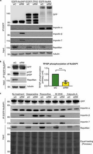 Figure 4. The depletion of RepoMan increases the NuSAP1-importin interaction in a phosphorylation-dependent manner