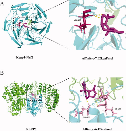 Figure 8. Molecular docking of the Keap1-Nrf2 (A) and NLRP3 (B) proteins with nardosinone.
