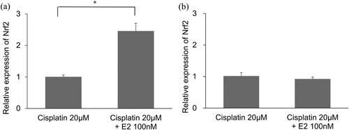 Figure 3. Assessment of mRNA expression levels of Nrf2 after Cisplatin and Estradiol (E2) treatment. (a) mRNA expression levels of Nrf2 after 8 h post Cisplatin and E2 treatment. n = 4, Error bars represent ± s.e.m. (b) mRNA expression levels of Nrf2 after 24 h post Cisplatin and E2 treatment. n = 4, Error bars represent ± s.e.m. E2: Estradiol. For all experiments, *p < 0.001.