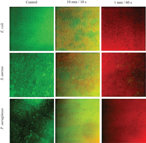 Figure 6. Confocal laser scanning microscopy analyses of bacterial biofilms of E. coli, S. aureus and P. aeruginosa before and after exposure to 10 mm/10 s and 1 mm/60 s cold plasma jet.