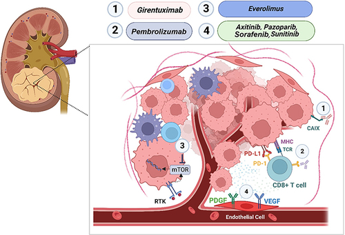 Figure 1 Schematic of RCC tumor microenvironment. Schematic depicts cell types and protein targets corresponding to therapeutics with demonstrated efficacy for advanced RCC.