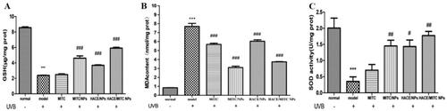 Figure 8. ELISA assay to evaluate the effects of antioxidant activity of the modified isothiocyanate liposome when drugs stored 10 days. (A) GSH content in different groups. (B) MDA content in different groups; (C) SOD activity in different groups (n = 4, *compared with the normal group, ***p < .001; #compared to the UVB group, #p < .05, ##p < .01, ###p < .001).