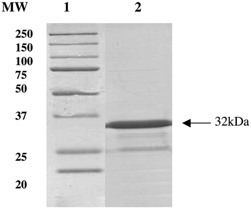 Figure 1. SDS-PAGE of the recombinant SspCA purified from artic express cells. Lane 1, molecular markers; Lane 2, purified TweCA from His-tag affinity column (band of 32 kDa).