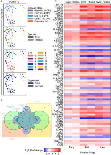 Figure 4. Transcriptional changes in SUDV-infected macaques. (A) Shown are principal component (PC) analyses of all normalized transcripts from cynomolgus macaques (red; N = 14) and rhesus macaques (black; N = 11) on the day of challenge (0 DPI), and at early (3–4 DPI), mid (5–6 DPI), late disease (7–10 DPI), and convalescence (14, 21, 28 DPI). Individual samples were filtered by disease stage (baseline, early, mid, late, convalescent), species (cyno, rhesus), DPI, or disposition (fatal, survivor). (B) 6-way Venn diagram depicting overlapping differentially expressed transcripts in each species at each disease stage. (C) Heatmap depicting the most differentially expressed transcripts in SUDV-infected macaques at each disease stage (multiple hypothesis Benjamini-Hochberg false discovery rate (FDR) corrected p-value less than 0.05). Red indicates upregulated transcripts; blue indicates downregulated transcripts; white indicates no change from baseline. Abbreviations: PC1 (principal component 1); PC2 (principal component 2); DPI, days post infection; cyno, cynomolgus macaque; rhesus, rhesus macaque; SUDV, Sudan virus.