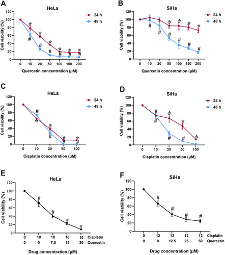 Figure 1 The effects of quercetin and cisplatin on the viability of cervical cancer cells. (A and B) HeLa and SiHa were exposed to quercetin with various concentrations (0, 10, 20, 50, 100, 150 and 200 μM) for 24 h and 48 h, respectively; (C and D) HeLa and SiHa were exposed to cisplatin with various concentrations (0, 10, 20, 50, 100 μM) for 24 h and 48 h, respectively; (E) HeLa was exposed to combination of various concentrations of quercetin (0, 7.5 and 15 μM) and 10 μM cisplatin for 24h; (F) SiHa was exposed to combination of various concentrations of quercetin (0, 12.5 and 25 μM) and 12 μM cisplatin for 48 h. *P < 0.05 vs control group (treatment for 24 h). # P < 0.05 vs control group (treatment for 48 h).