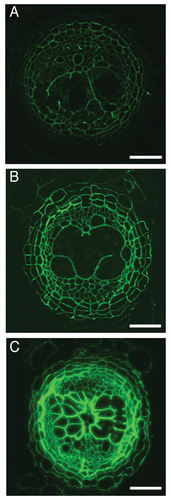 Figure 1. Fluorescent imaging of syncytial cell wall components. (A) Cellulose-binding module 3a (CBM3a) was used to visualize crystalline cellulose in the cell walls of syncytia formed by H. schachtii in A. thaliana at 14 dpi. (B) Transverse sections through nematode infected roots were pre-treated with 0.1 M sodium carbonate to remove methyl ester groups from pectin HG chains. Following pre-treatment the sections were treated with the LM19 antibody, which bound to the cell walls across the stele. (C) Immunolabelling with the LM20 antibody, which binds to methyl-esterified pectin HG resulted in strong fluorescence in all cell walls. Scale bars, 50 µm.