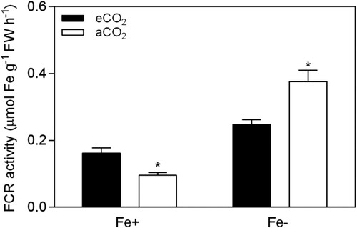 Figure 4. Effect of eCO2 on FCR activity in soybean plants grown in Fe-sufficient (20 μM Fe-EDDHA) and Fe-deficient (0.5 μM Fe-EDDHA) conditions. Data are mean ± SEM (n = 5). *, Significant differences (P < 0.05) between aCO2 and eCO2 treatments.