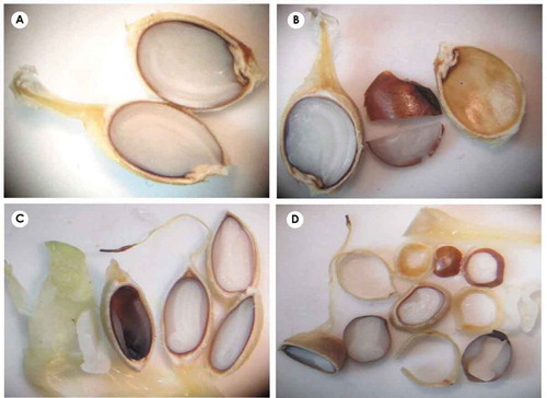 Figure 6. (a–d) The morphology of true fruit, seed and embryo in transverse, longitudinal and diagonal sections. The fruit exo-mesocarp and endocarp are fleshy and stony, respectively, showing drupe (drupelet) appearance. Style is permanent and seed coat surrounding endosperm is seen brown color.