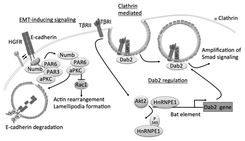 Figure 3. Schematics of clathrin-mediated endocytosis of E-cadherin and role of adaptator proteins Dab2 and Numb. Numb interacts with E-cadherin and binds to the polarity complex protein aPKC/PAR3/PAR6. Upon EMT-induction by HGFR signaling the complex shifts to Numb aPKC/PAR3 promoting endocytosis of E-cadherin. aPKC can decrease binding of Numb to p120 by phosphorylation of E-cadherin and reduce endocytosis of E-cadherin. Numb prevents the activation of Rac1. Dab2 participates in the endocytosis of TβRII and promotes signaling of TGFβ through canonical Smad signaling. TGFβ signaling itself can induce expression of Dab2 by inducing phosphorylation of hnRNPE1, displacing it from the Bat element in Dab2 promoter, through Akt2.