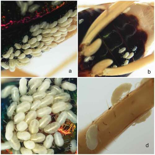 Figure 9. Tetracha fulgida with larvae of Hexathrombium abirami. a) elytra. b) venter of abdomen. c) elytra (close-up). d) leg. Not to scale