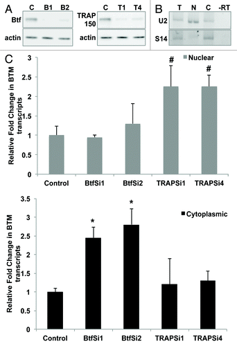 Figure 5. Btf depletion increases levels of BTM transcripts in the cytoplasm. (A) Immunoblots from cells treated in parallel confirm depletion of Btf or TRAP150. Beta-actin was used as a loading control. (B) Validation of nuclear/cytoplasmic RNA fractionation by RT-PCR using primers targeting human U2 snRNA (nuclear) and S14 (cytoplasmic) on total (lane T), nuclear (lane N) and cytoplasmic (lane C) RNA samples. (C) Representative qRT-PCR analysis shows the relative change in the BTM transcripts in nuclear vs. cytoplasmic compartments when normalized to GAPDH. Grey bars represent nuclear BTM RNA while black bars represent cytoplasmic BTM RNA. *p values ≤ 0.05; #p values ≤ 0.1.