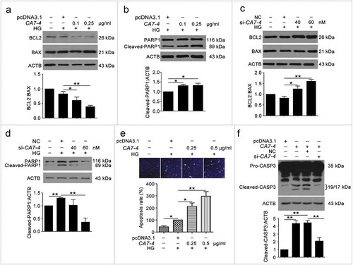 Figure 3. Overexpressing CA7-4 increased VEC apoptosis. (a–d) After being transfected with pcDNA3.1 or CA7-4; NC or si-CA7-4 overnight, VECs were treated with HG for 48 h, and the protein levels of BCL2, BAX and cleaved-PARP1 were detected by western blot. (e) VECs were treated with HG for 48 h after overexpression of CA7-4. Hoechst 33258 staining analysis of cell apoptosis. Scale bar: 30 μm. (f) VECs were transfected with pcDNA3.1 or CA7-4; co-transfected with CA7-4 (0.1 μg/ml) and NC or si-CA7-4 (60 nM) for 48 h. The level of cleaved-CASP3 was detected by western blot. (*, p < 0.05; **, p < 0.01; n = 3.).