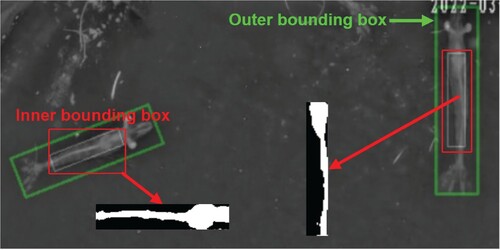 Figure 8. Highlight of the shrimp’s digestive tract segmented using Otsu’s thresholding method.