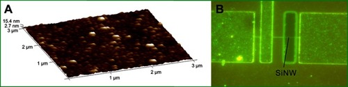 Figure 7 The results of functional silicon nanowire modification. (A) The AFM image of functioned SiNW. (B) The results after modification of the fluorescent protein. Abbreviation: SiNW, silicon nanowire.