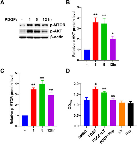 Figure 6 PDGF induced ASM cells proliferation by activating AKT/mTOR pathway. (A–C) ASM cells were treated with PDGF (10ng/mL) for 1h, 5h, and 12h. The expression levels of p-AKT and p-mTOR were analyzed by Western blotting. The relative protein levels of P-AKT and P-mTOR were calculated by Image J, respectively and expressed as mean ± SD (n=3) of each group. * P < 0.05 and ** P < 0.01 vs control group. (D) ASM cells were treated with PDGF (10ng/mL) and LY294002 (10 μM), Rapamycin (500 nM) for 5h, respectively. Cell proliferation was detected by CCK-8. The data were expressed as mean ± SD (n=8) of each group, ** P<0.01 vs PDGF group, # P<0.01vs control group.