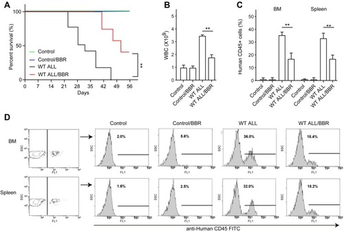 Figure 6 BBR treatment alleviates leukemia condition in ALL xenograft mice. NOD-SCID mice were intravenously injected with 1 x 106 EU-6 cells dissolved in 100 μL PBS to generate ALL xenograft mice. Then, the ALL mice and control mice were treated with 10 mg/kg/d BBR or vehicle solution for 2 weeks. (A) The survival rate was detected by Kaplan–Meier analysis in each group. (B) The number of WBC was detected by an automatic blood cell analyzer. (C and D) The percentage of human CD45-positive cells in bone marrow and spleen from each group mice were detected by flow cytometry. Mean±SD, n=3, **p<0.01.